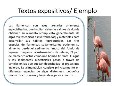 Texto Expositivo Ejemplo Que Es Un Texto Expositivo Y Un Ejemplo Images
