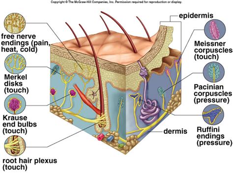 Dermis Sensory Receptors Diagram Quizlet