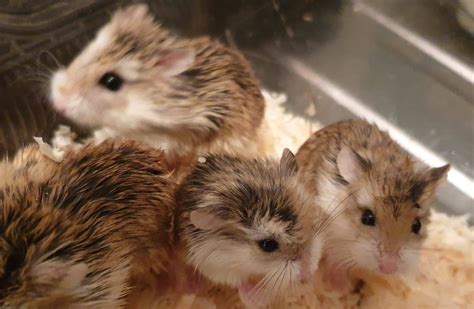 Disgusted At This Callous Act Seven Baby Hamsters Dumped Outside