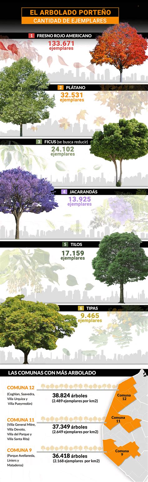 Cuáles Son Y Dónde Se Ubican Los árboles Que Dan Vida A La Ciudad De