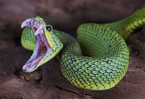 Venomous Snakes You Wouldnt Want To Adopt As A Snakes