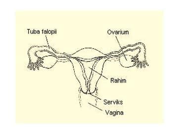 Organ Reproduksi Wanita Fungsi Dan Bagiannya Lengkap