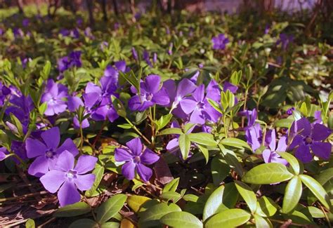 Periwinkle Flower Meaning Symbolism And Colors Pansy Maiden