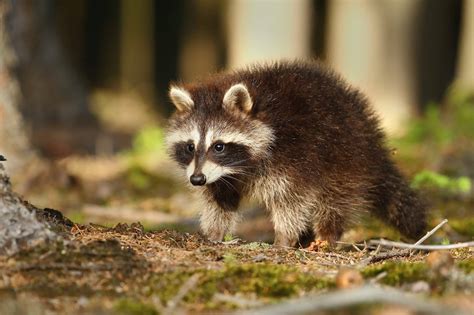 What Can You Use To Keep Raccoons Away Find Out Here All Animals Guide