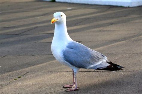 Man Cant Explain Why He Performed Sex Act With Seagull In Sunderland Street Uk News