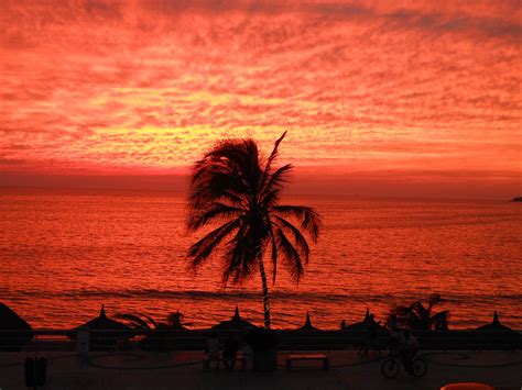 A Palm Tree Is Silhouetted Against An Orange And Pink Sunset On The
