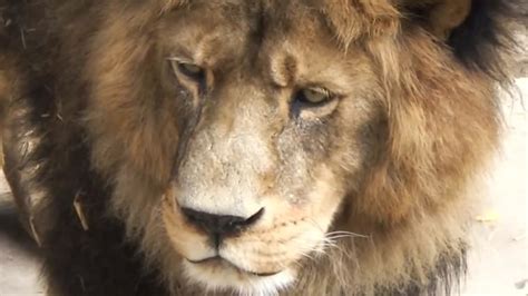 Lions Killed After Naked Man Jumps Into Animal Enclosure At Zoo