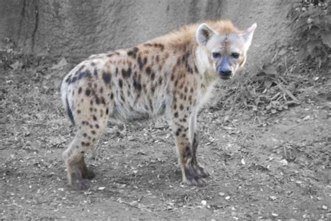 Hyena The St Louis Zoo Animaux
