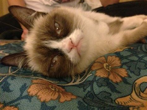 Memes del gato enojado para reír a carcajadas - Mil Recursos
