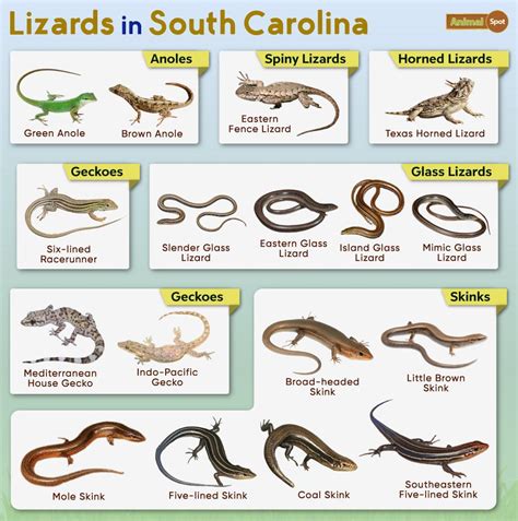 List Of Lizards Found In South Carolina Facts With Pictures