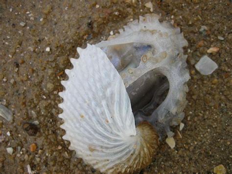 Paper Nautilus So Stunningly Special Dolphin Research