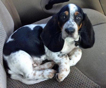 Whether your pet sheds minimally or a great deal may be determined. These Basset Hounds are Extremely Sweet | Daily Puppy