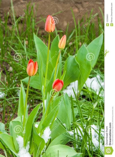 Tulips Snow Stock Image Image Of Freshness Life Ground 122286651