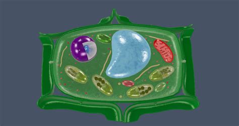 Plant Cell 3d Model Definition Parts Structure And Diagram In