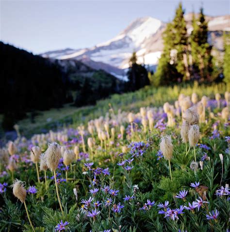 Mountain And Meadow Of Wildflowers Photograph By Danielle D Hughson