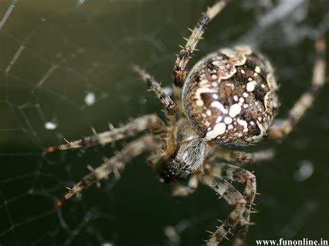 46 Cute Spider Wallpaper On Wallpapersafari