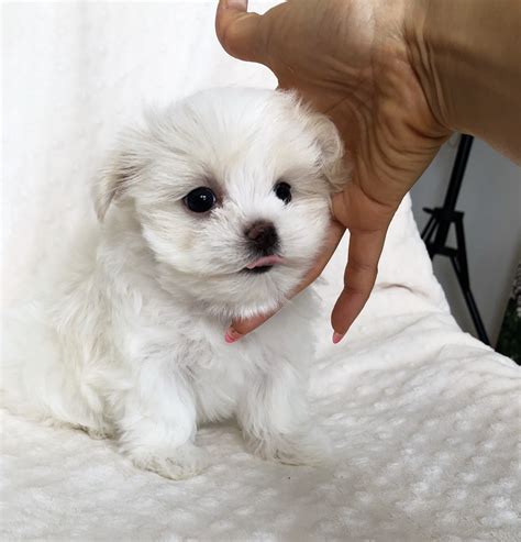Teacup Maltese Short Nose Puppy For Sale Iheartteacups