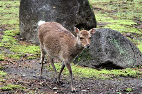 Yakushima Sika Deer Cervus Nippon Yakushimae Zoochat