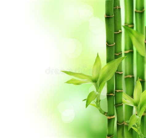 Fond En Bambou Vert Image Stock Image Du Japonais Jungle