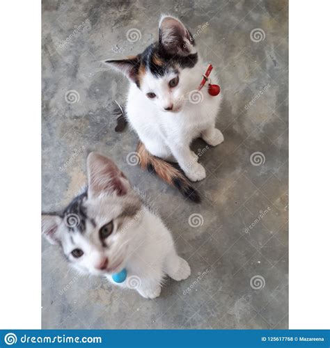 Kitten Siblings Stock Photo Image Of Meal Siblings 125617768