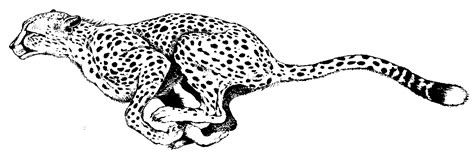 Cheetah Coloring Page To Print Quality Coloring Page Coloring Home