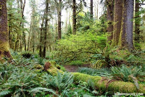 Framed Photo Print Of Hoh Rainforest Olympic National Park Washington