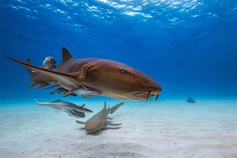 Are Nurse Sharks Dangerous American Oceans