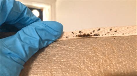 Pests We Treat Outbreak Of Bed Bugs In Neptune Nj Spotted Them