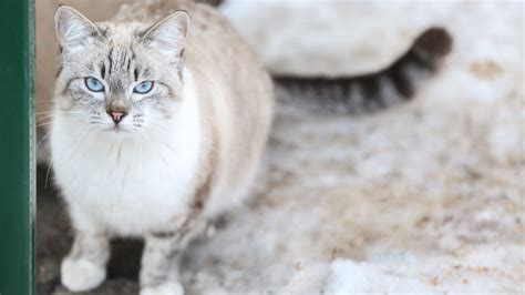 Breed Of The Week The Alaskan Snow Cat Aller Petfood