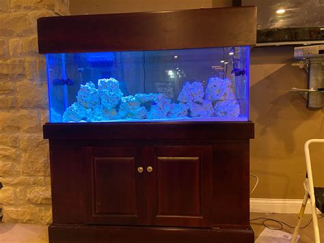 My 55 Gallon Saltwater Aquarium Aquariums