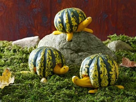 Funny Animal Pumpkin Without Carving ~ Crafts And Arts Ideas