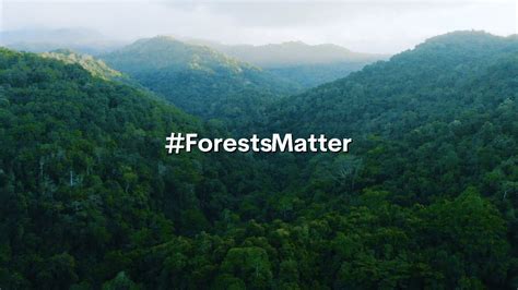 Why Forests Matter Youtube