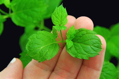 How To Buy Mint Plants 11 Steps Wikihow