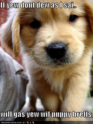Funny Animals Wallpapers Funny Cute Puppies