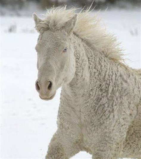 The Curly Is The Most Stunning Breed Of Horse Youve Never Even Heard Of