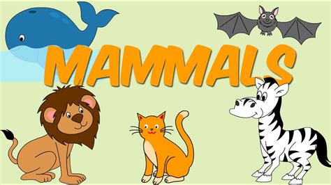 Mammals Learn About Animals For Kids Youtube