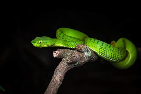 Gumprechts Pit Viper Trimeresurus Gumprechti