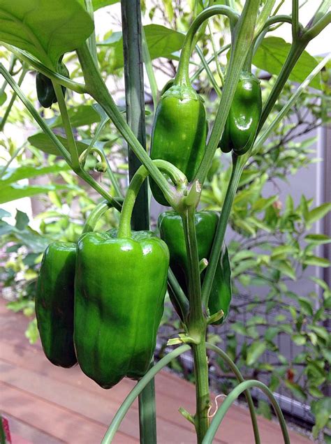 Growing Pepper In Pot Container Gardening Vegetables Growing Peppers