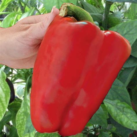 Colossal Sweet Pepper Plants for Sale | Free Shipping