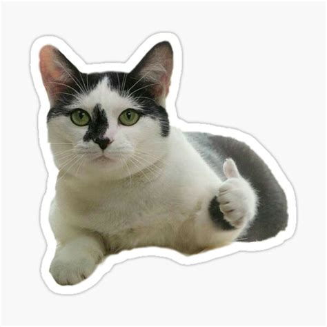 Thumbs Up Sad Cat Meme Ok Cat 3 Sticker Meme Lolcat