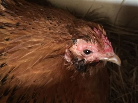 Crusty Peeling Skin Around Eye Backyard Chickens Learn How To