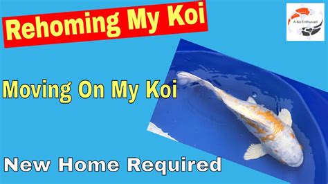 Rehoming My Koi Moving On My Koi New Home Required Koi Available