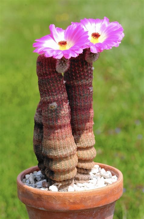 A cactus actually symbolizes endurance as it is a plant that can really stand up to the test of time and the elements. How can I get my cactus plant to bloom? - The Morning Call
