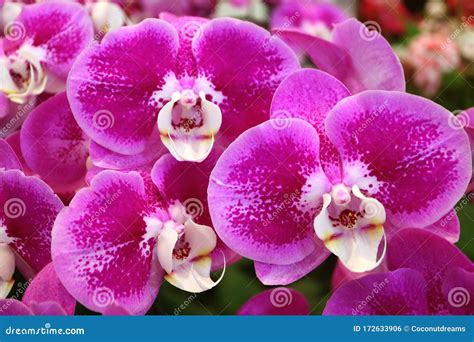 Bunches Of Vivid Magenta Blooming Orchid Flowers Stock Photo Image Of