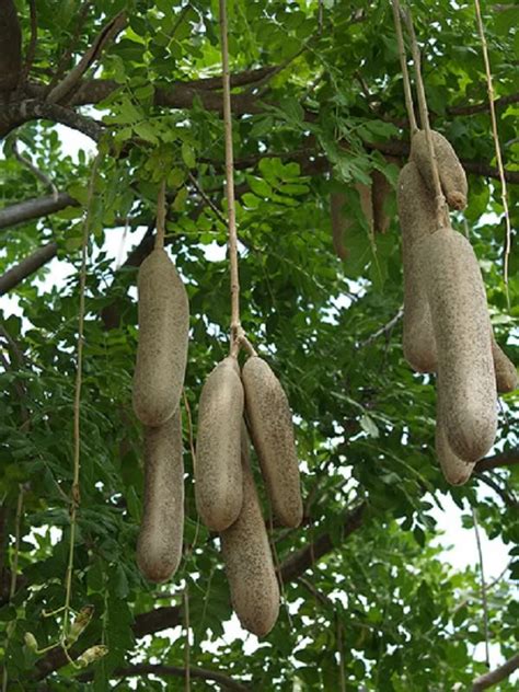 Polynesian Produce Stand Live Rare African Fruit Tree Sausage Tree
