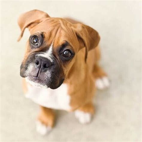 I'm about 16 weeks old now super sweet i'm a mix probably boxer and other but we aren't sure. Boxer dog puppies available | 2 months old in COLLIE, WA 6225