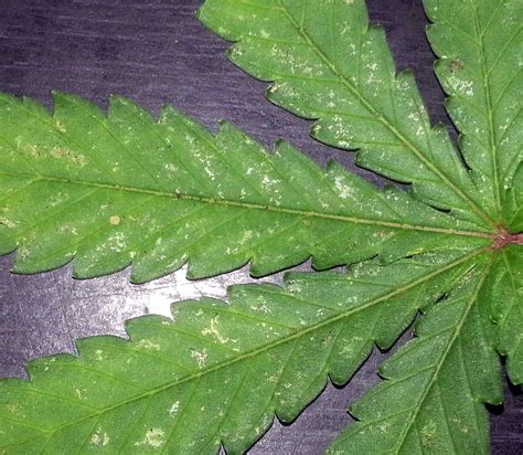 What Is White Spots On Cannabis And How To Fix