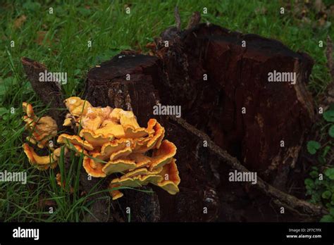 Laetiporus Sulphureus Growing On Rotten Tree Stump In Forest Known