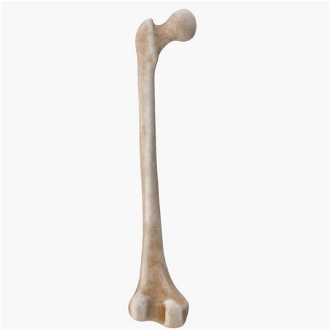 3d Thigh Bone Femur Model Turbosquid 1296590