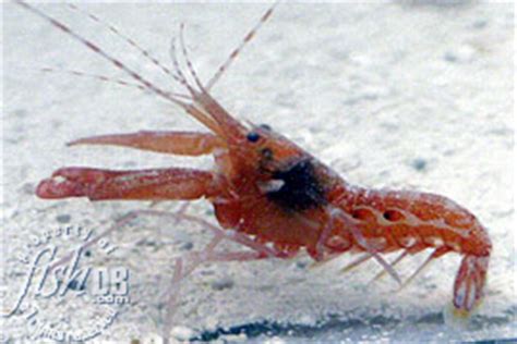 Bullseye Pistol Shrimp Alpheus Soror